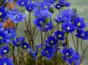 Show product details for Hepatica x media Millstream Merlin